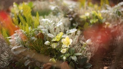 Genossenschaft Kölner Friedhofsgärtner eG