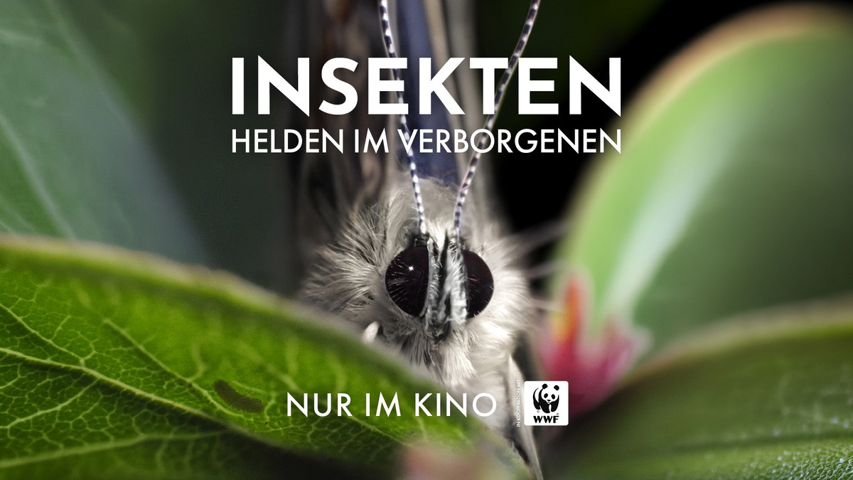 Titelbild der Veranstaltung Insekten - Helden im Verborgenen
