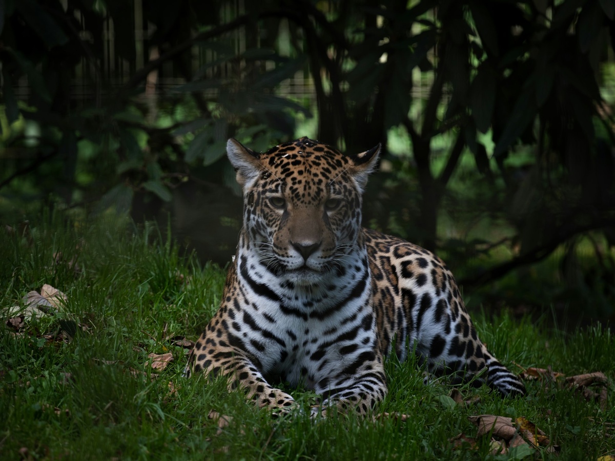 Halloween im Kobelt Zoo