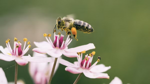 Honiggelb - eine einzigartige Begegnung mit den Bienen