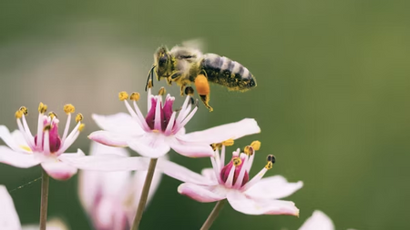 Honiggelb - eine einzigartige Begegnung mit den Bienen