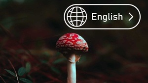 Mushroom Course in Berlin