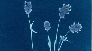 Blaumeier-Atelier (DE): Sonnenlichtfotografie