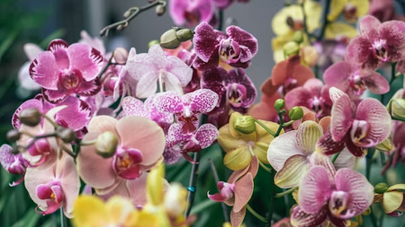 DRESDNER OSTERN 2025 - mit Internationaler Orchideenwelt