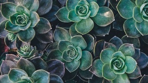 HOME & GARDEN