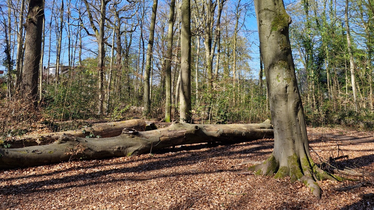 Waldbaden x Teezeremonie