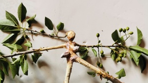 THOMAS PUTZE. FLACHWARE