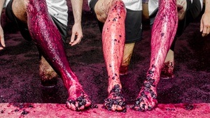 Großes Rotweinseminar - First Class Weinreise