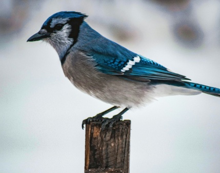 Der blaue Vogel