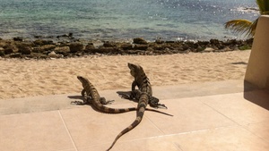 Irgendwo ist immer Süden