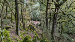 Waldpause – Waldbaden in Mannheim