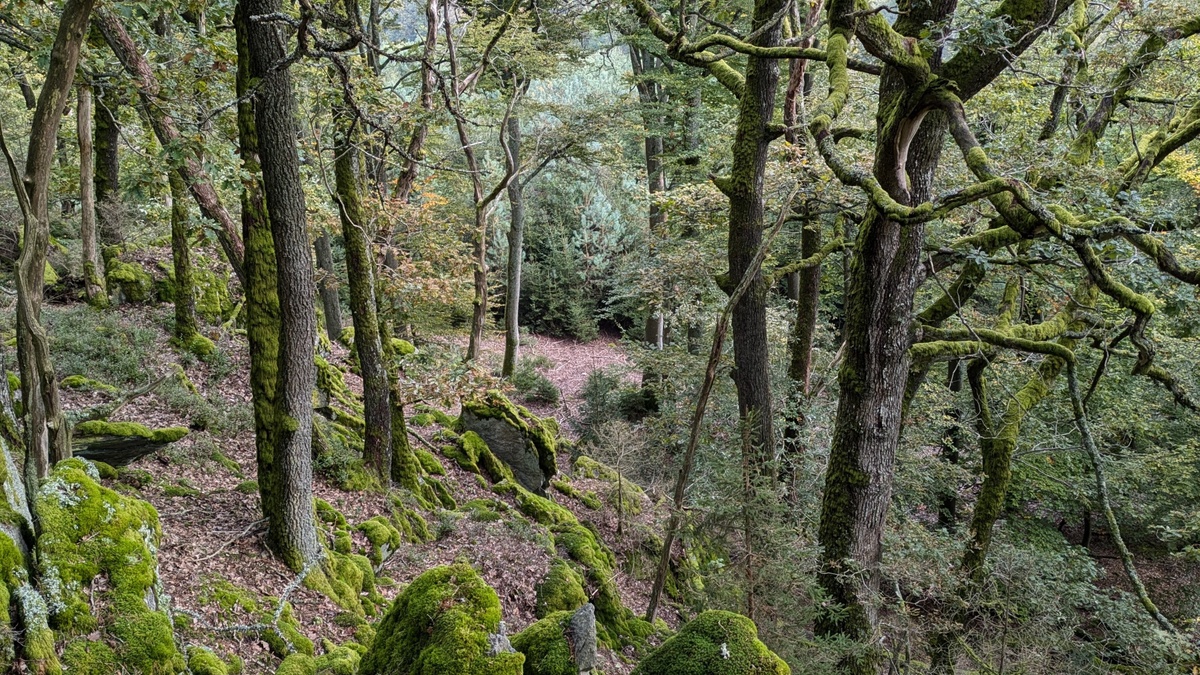 Waldpause – Waldbaden in Mannheim