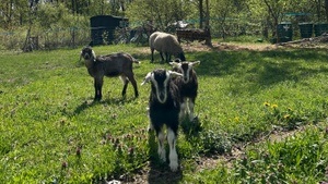 Einladung zum Treffen in Teltow – Natur, Tiere und gute Gespräche