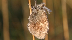 Gestalte Dein eigenes Buch mit der Natur - Ferientage in der Fröttmaninger Heide