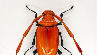 Keramische Insekten