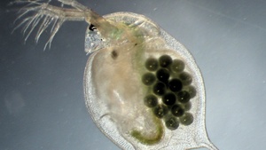 Urzeitkrebse – lebende Fossilien