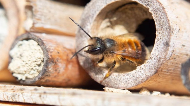 STADTKLIMA WILDBIENEN: VERBORGEN, SPEZIALISIERT, UNVERZICHTBAR