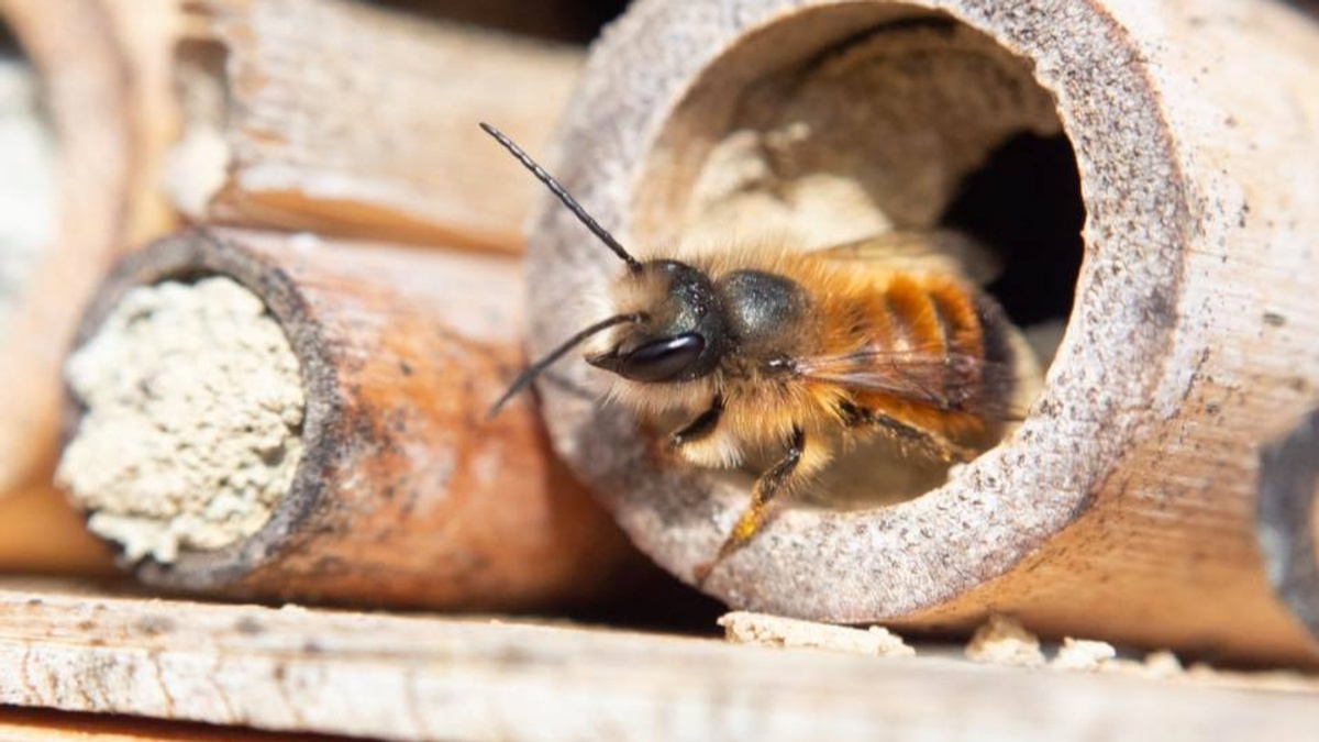 STADTKLIMA WILDBIENEN: VERBORGEN, SPEZIALISIERT, UNVERZICHTBAR