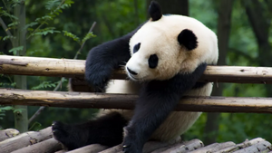 Yoga für die Artenvielfalt (WWF Spenden sammeln) in Karlsruhe