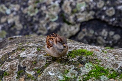 Museum für Natur und Umwelt