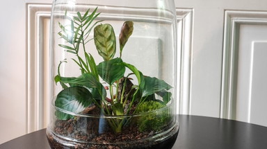 Dschungel im Glas - Workshop