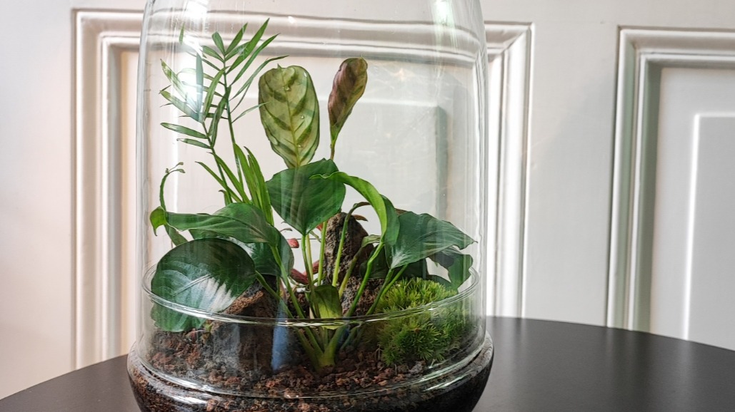 Dschungel im Glas - Workshop