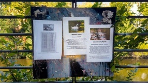„The Swan That Disappeared“