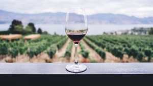 Weinerlebnis mit Walk of Wine