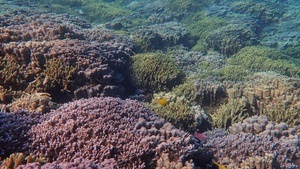 Evening talk „Genetic biodiversity of Tropical Coral Reefs“