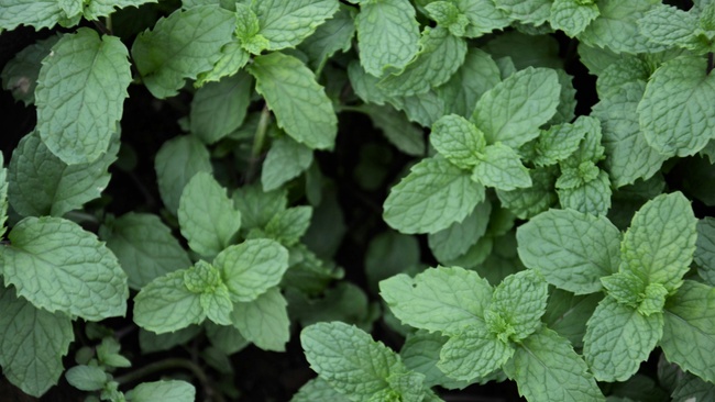 Frühlings-Kräuterwanderung für Fortgeschrittene
