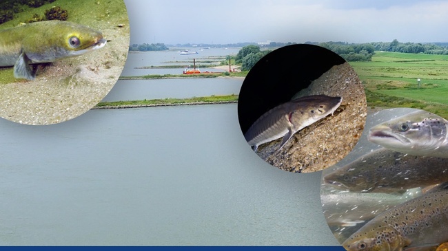 VORTRAG | Die Wanderfische des Rheins