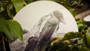 Nobody Books by Stephen Gill EHRENFELD KUNSTROUTE Special Weekend