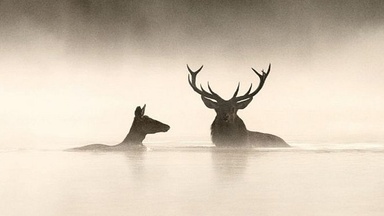 Sommerflimmern: Das Flüstern der Wälder