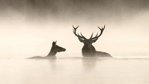 Sommerflimmern: Das Flüstern der Wälder
