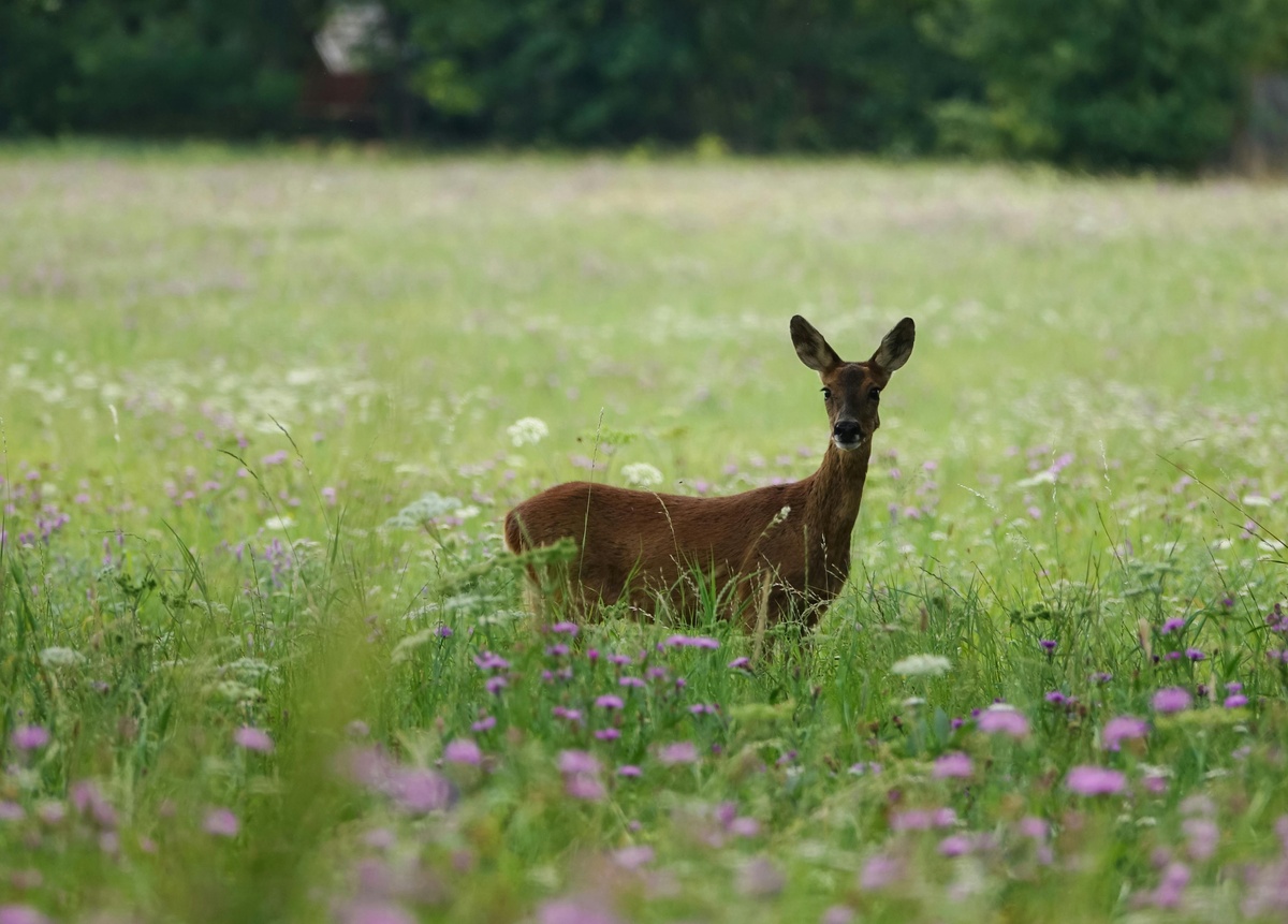 Tiergarten Hannover