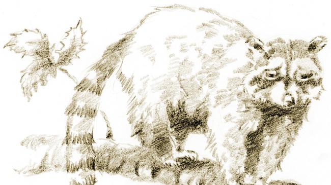 Zeichnen für Kinder | Ab 7 Jahren