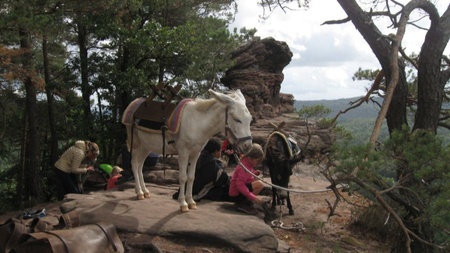 Dreitägige Eselwanderung in der Pfalz | Ab 8 Jahren