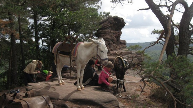 Dreitägige Eselwanderung in der Pfalz | Ab 8 Jahren