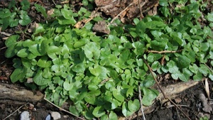 Wildkräuterhelden im Frühling in der Eilenriede