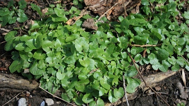 Wildkräuterhelden im Frühling in der Eilenriede