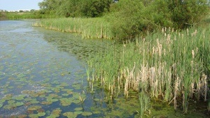 Bunte Ufer am Vahrer See