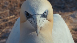 WATCHING PEOPLE WATCHING BIRDS