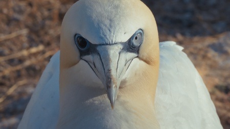 WATCHING PEOPLE WATCHING BIRDS