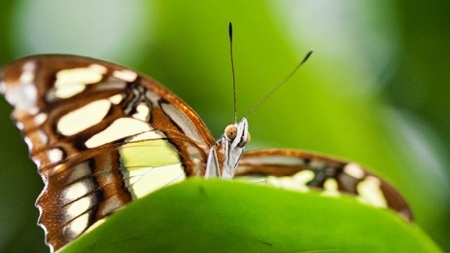 Sonderausstellung: Tropische Schmetterlinge