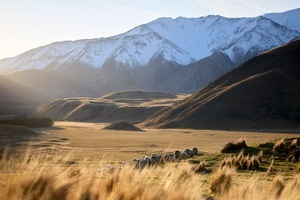 MERINO TRAILS - PRESENTED BY ICEBREAKER