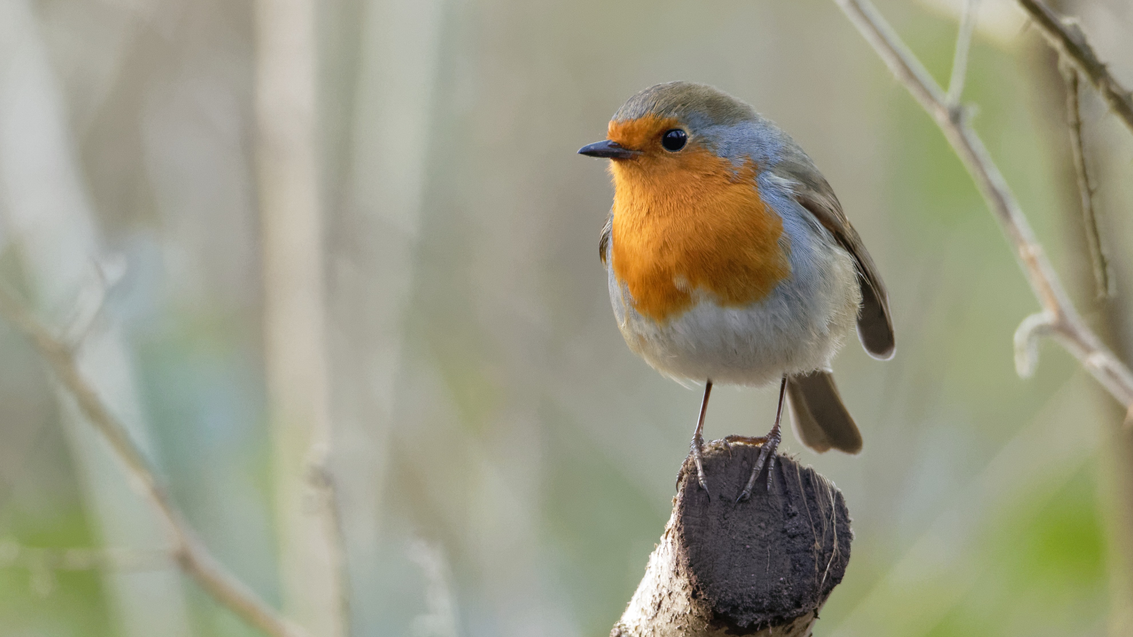 Naturworkshop: Heimische Tiere im Winter. Eltern und Kindern ab 5 Jahre