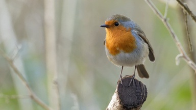 Naturworkshop: Heimische Tiere im Winter. Eltern und Kindern ab 5 Jahre