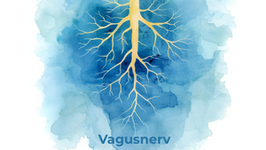 In Balance kommen – den Vagusnerv aktivieren