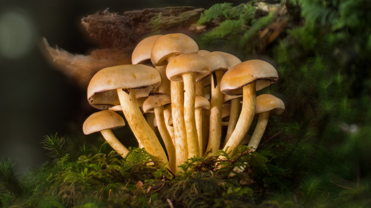 Titelbild der Veranstaltung Frischpilz-Ausstellung: Entdeckt die faszinierende Welt der Pilze!