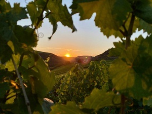 Weinberg-Wanderung mit Verkostungen